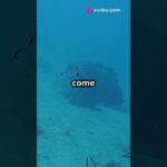 dark oxygen pacific ocean