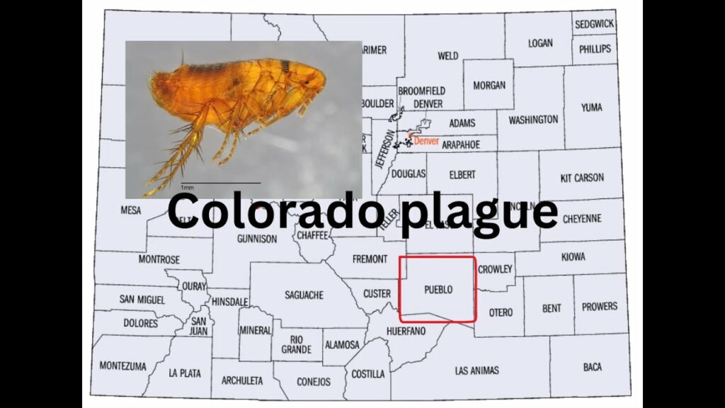 human plague case colorado