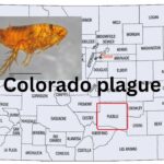 human plague case colorado