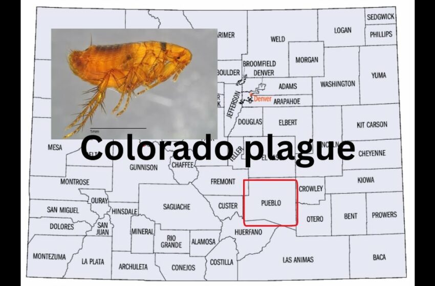  human plague case colorado