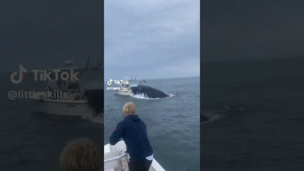 humpback whale full video