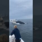 humpback whale full video