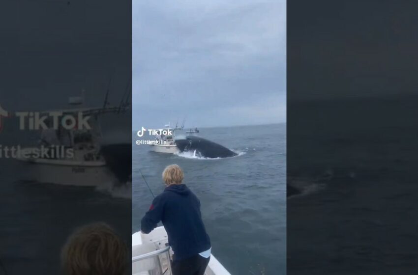  Humpback whale full video