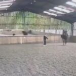 olympic horse rider pulls out