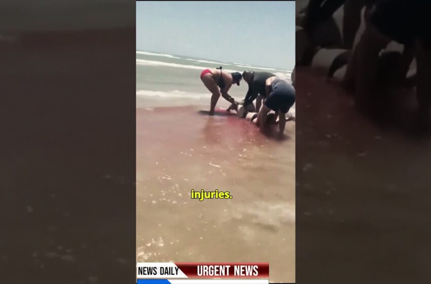  shark attack south padre island video
