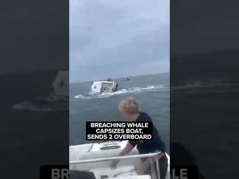 video boat hit by a whale