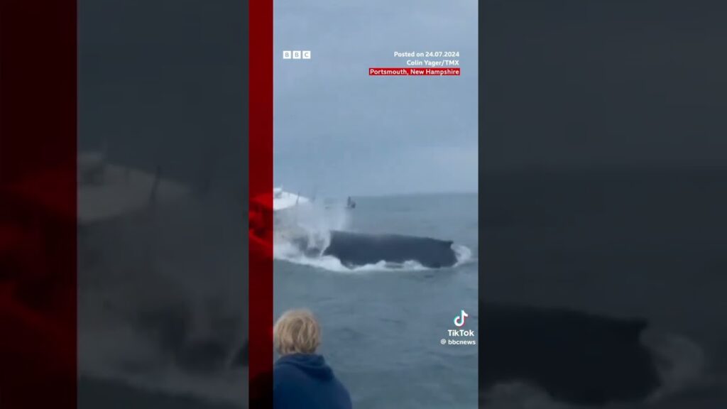 video of whale hitting boat