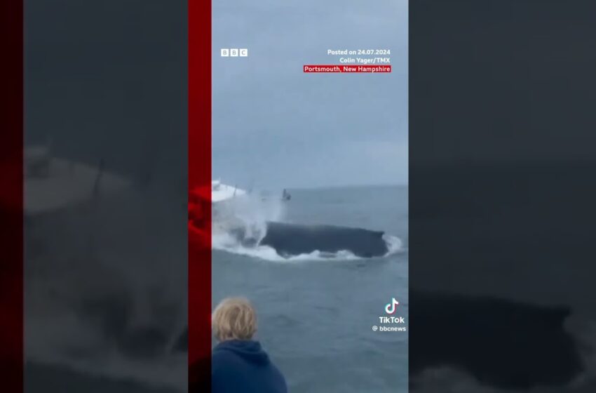  video of whale hitting boat