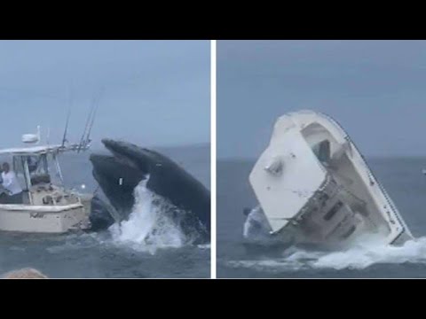 video shows whale landing on boa