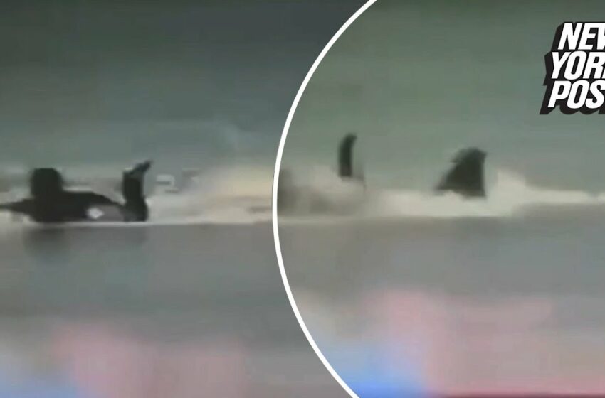  Viedo : Horrible moment surfer is mauled by great white shark that bit off his leg