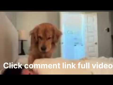  Watch Full cole prevost dog video | cole prevost dog original video