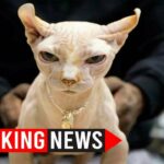 bullycat xl bully cats