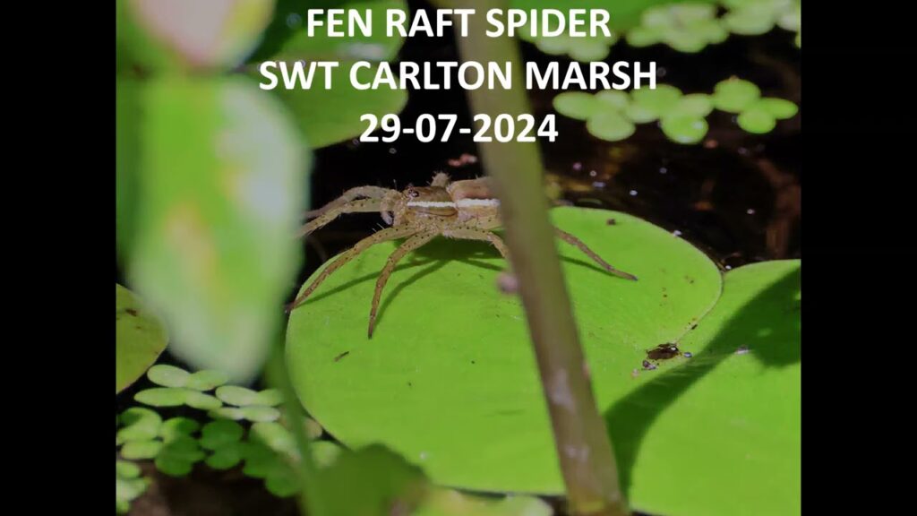 fen raft spiders video