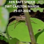 fen raft spiders video