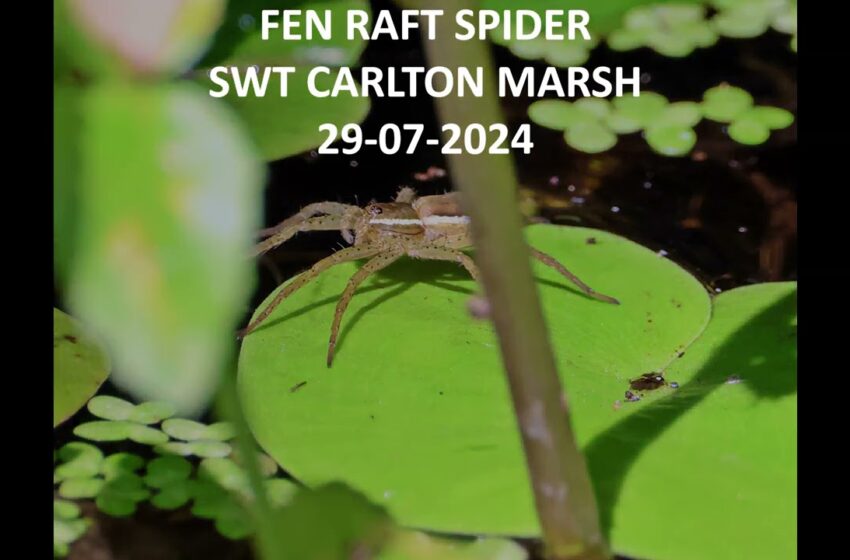  fen raft spiders video