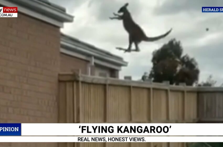  Video Paul Murray reacts to footage of flying kangaroo