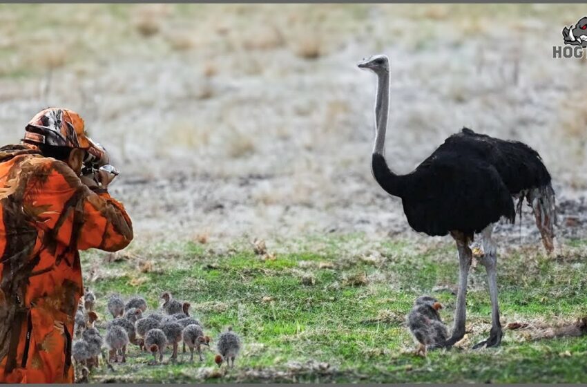  How Do South African Hunters Deal With Ostriches