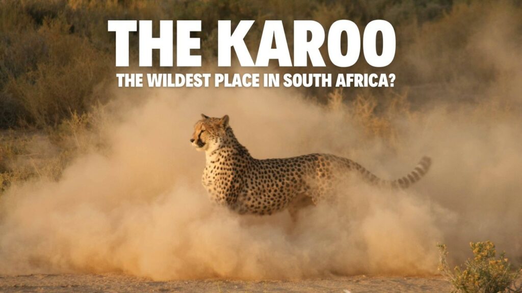 is the karoo the wildest place i Is the Karoo the Wildest Place in South Africa