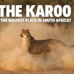 is the karoo the wildest place i
