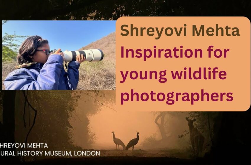  shreyovi mehta wildlife photography