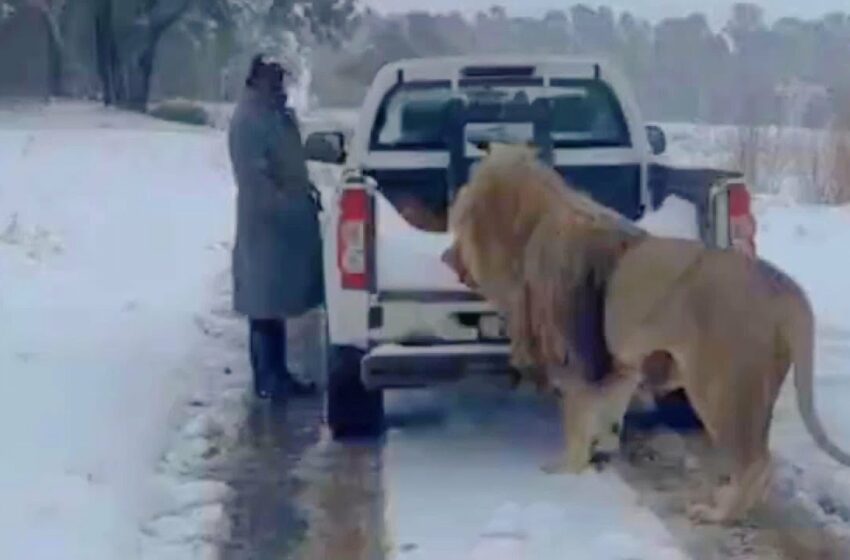  Video : south african snow storm