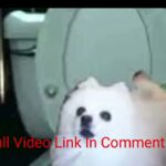 watch skirby dog full video