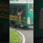 cheetah climbs on visitors vehic