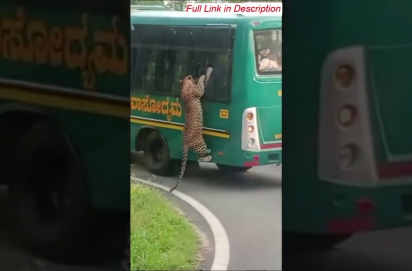  Cheetah climbs on visitor’s vehicle in Karnataka