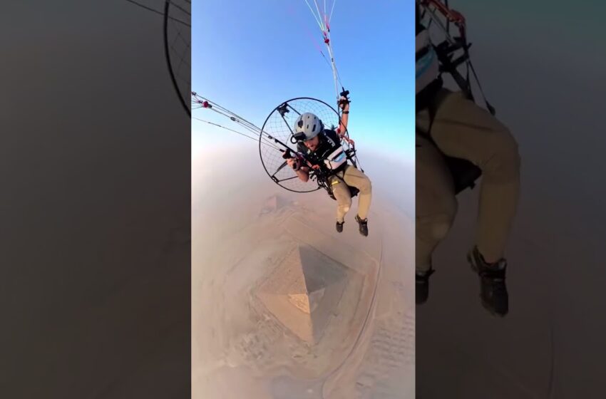  Dog climbed to the top of the Great Pyramid of Giza in Egypt and barked