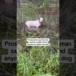 dog left behind and tied to fenc