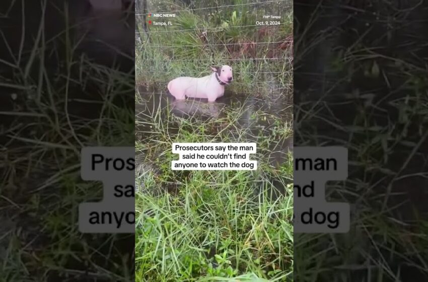  Dog left behind and tied to fence during hurricane Milton