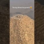 dog on pyramid video