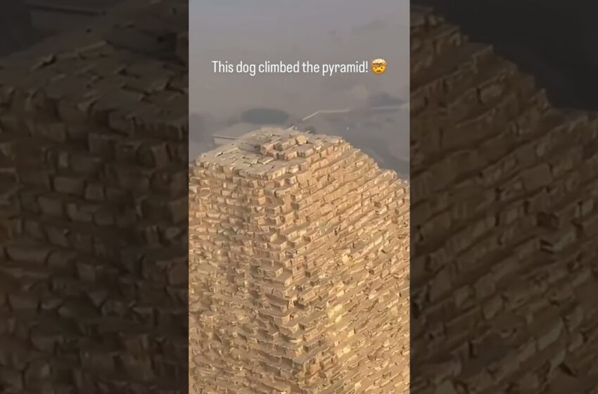  Dog on top of pyramid