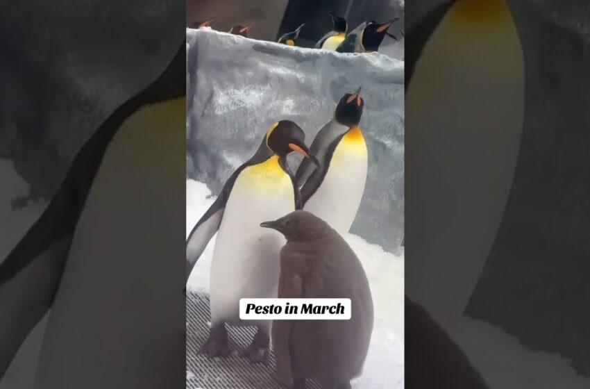  pesto the penguin video