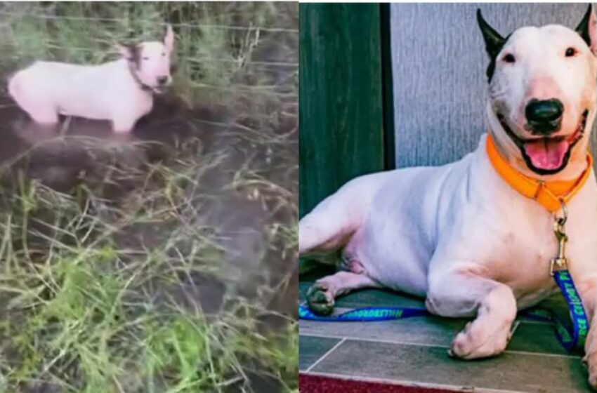  Video : Dog left by owner Tied To Fence During Hurricane Milton