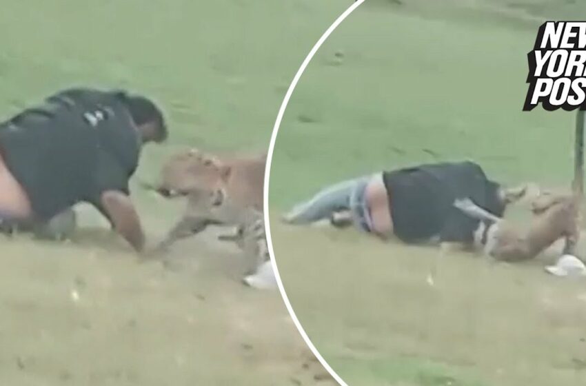  VIDEO: Leopard attacks park goer in India