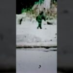 1967 bigfoot video
