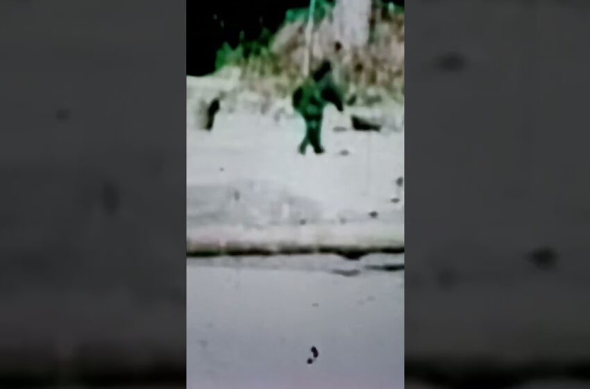  1967 bigfoot video