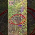 43 monkeys escaped south carolin