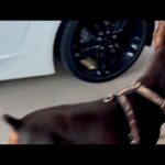 dog obedience class viral video 1