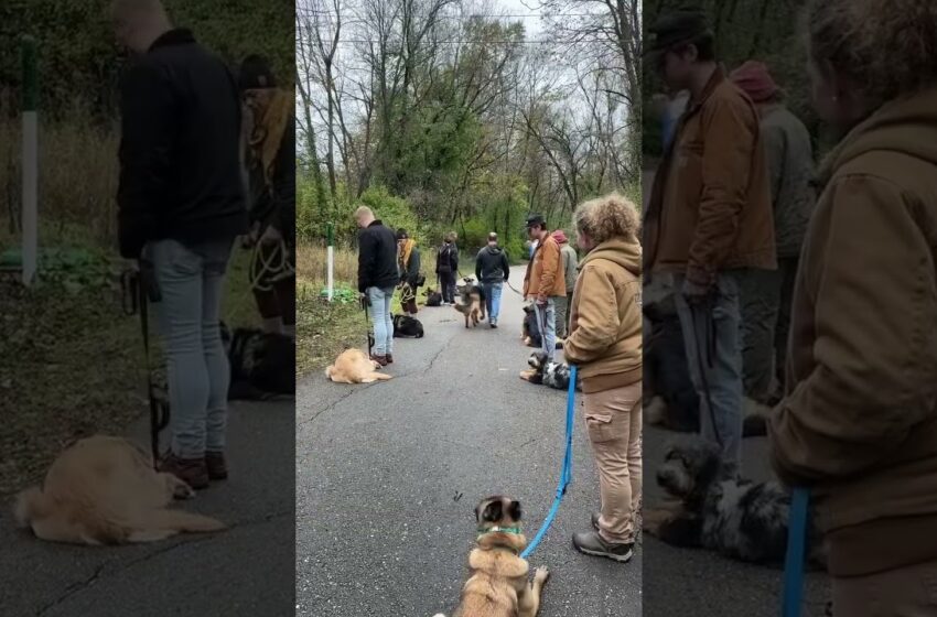  dog obedience class viral video