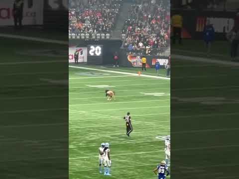  grey cup streaker 2024 video