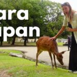 japan nara deer video