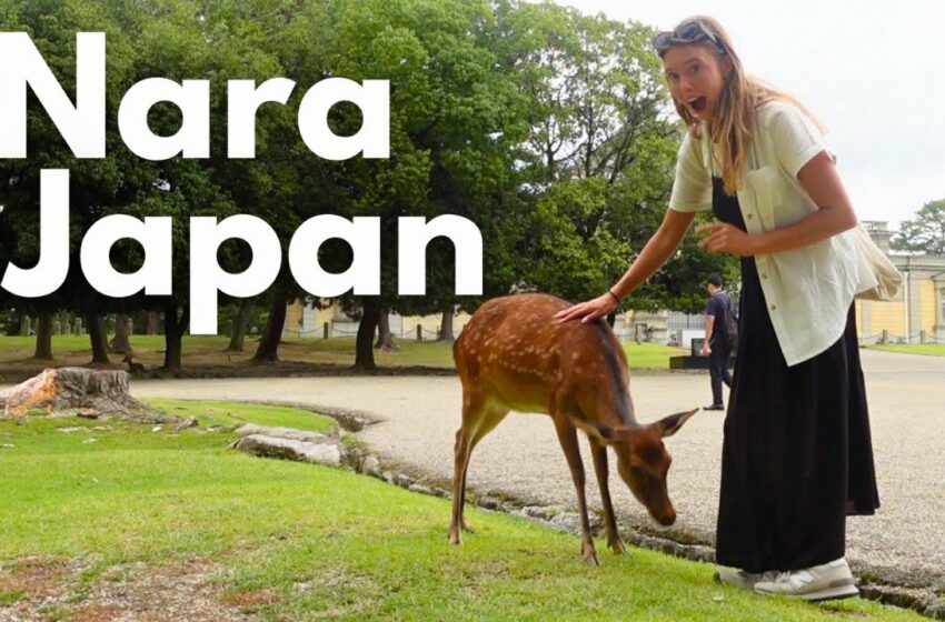  japan nara deer video