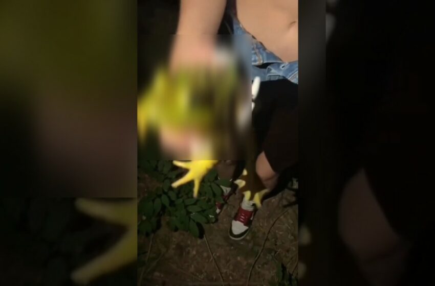  One Girl one Frog Redit and twitter viral video