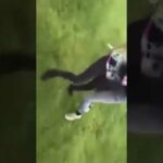 wendy ortiz fight video