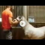 michael hanley horse video | michael hanley | the horse video | horse video twitter 4 michael hanley horse video micha