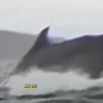 Kayaker swallowed by whale video 11 kayaker swallowed by whale video