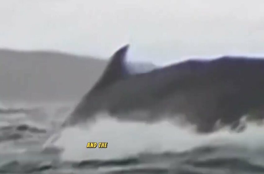  Kayaker swallowed by whale video