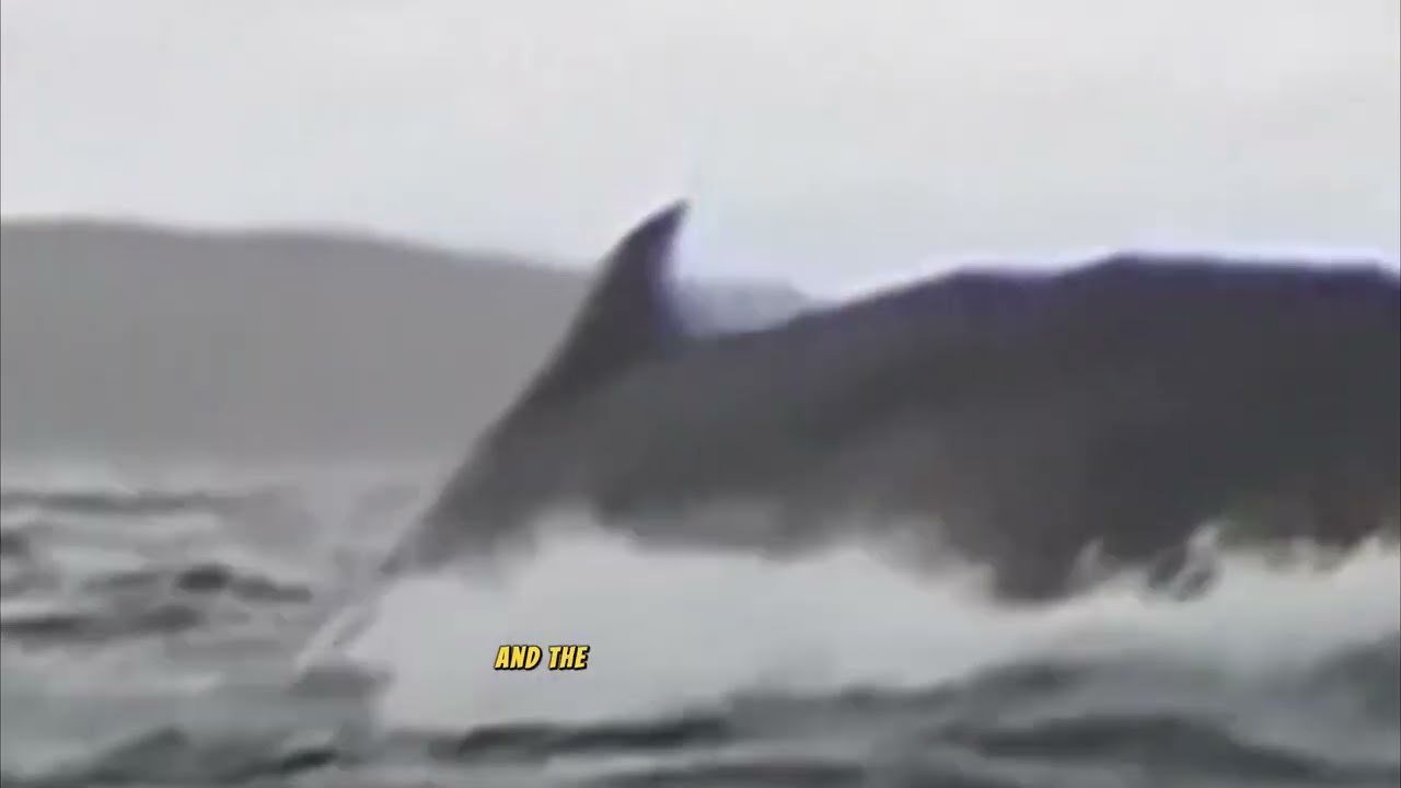 kayaker swallowed by whale video